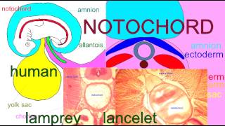 EMBRYONIC DEVELOPMENT THE NOTOCHORD [upl. by Reade]