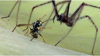 Attaque Araignée tégénaire contre une guèpe wasp battle wih a large spider  macro [upl. by Savil]