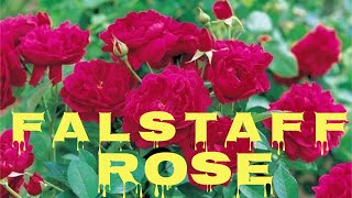 Falstaff Rose Roses [upl. by Attoynek]