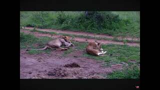 Dung Beetle Takes a Risk and Rolls It’s “Food” Between Two Lions 01062024 exploreorg [upl. by Hanej265]