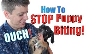 How to Train a Puppy NOT to BITE [upl. by Pinzler]