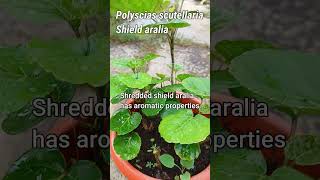 How do you grow Polyscias Scutellaria  shorts [upl. by Jerry260]