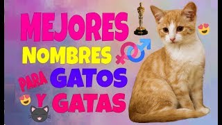 Los Mejores Nombres para Gatos y Gatas [upl. by Luigino924]