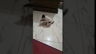 Baby ra jokhon khele leosvlog cat cuteleo catlover leosfamily cute leocat [upl. by Burger406]