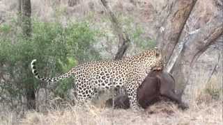 A leopard hoisting a rhino up a tree  Lion Sands HD [upl. by Eisseb30]