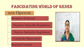 ara operonStructure of OperonNegative RegulationPositive Regulationcatabolite repressionRegulon [upl. by Lynea]