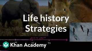 Organism life history and fecundity  Ecology  Khan Academy [upl. by Ger]