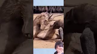 TRY NOT CRY animals deer dinosaur wildanimalhunting crocodile wildanimal jurassicworld wild [upl. by Adnesor]