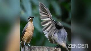 Randy Bird Performs Elaborate Mating Dance For Unimpressed Female That Promptly Flies Away [upl. by Dj]