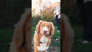 Nova scotia duck tolling retriever [upl. by Ayotol112]