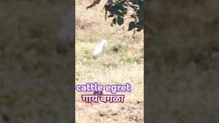 cattle egretगाय बगळाshort song bird shorts vairal youtube birds nature yt Jayshri2024 [upl. by Pauwles]