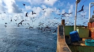 Kapal membawa Ribuan ikan diikuti Ribuan burung [upl. by Haily171]