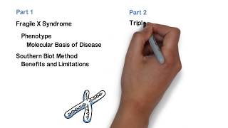 Repeat Expansion Diagnostic Techniques Part 1 Southern Blot [upl. by Ribble]