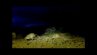 Kangaroo Rats collecting seeds amp squabbling [upl. by Arateehc]