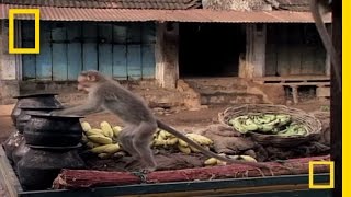 Drunk Monkeys  National Geographic [upl. by Aydin910]