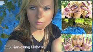 Easy Bulk Mulberry Harvesting [upl. by Ydoj]