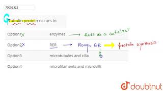 Tubulin protein occurs in [upl. by Magna]