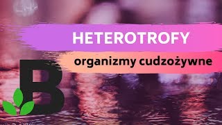 HETEROTROFY organizmy cudzożywne Podział heterotrofów  KOREPETYCJE z BIOLOGII  242 [upl. by Ellerad]