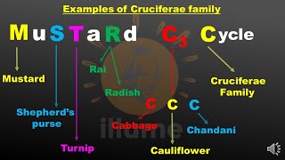 MnemonicTrick to remember examples of Cruciferae  Brassicaceae  Mustard family for NEET [upl. by Htyderem]