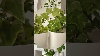 7 Best Low Light Houseplants Indoor plants for dark rooms shorts [upl. by Iadam]