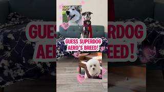 Guess What Breed Super Dog “Aero” Is‼️✅🐶gamesshortsplaydogtrendingfypfypシ゚funnycutelove [upl. by Ahsetel]