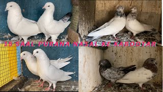 15 Saal Purana Nasal Ke High Flyer Desi Breeding Pair For Sale  Nayaab 7028188023 [upl. by Ydderf]