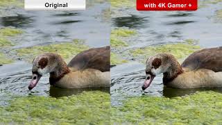 PhotoFast 4K Gamer compare video  Animal [upl. by Rothberg425]