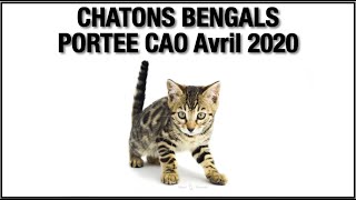 Votre Chaton Bengal de la Portée de Cao Avril 2020 par Bengal Laurentides [upl. by Norrie]