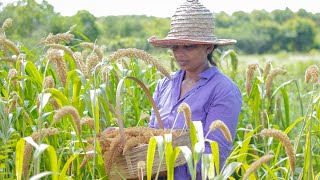 Foxtail Millet harvesting Thana hal and make sweet  mali cooking [upl. by Gypsie712]