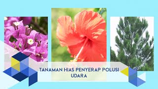 IPB Pedia Mengenal Tanaman Hias yang Menyerap Polusi Udara [upl. by Gertrud]