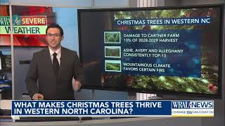 Why do Christmas trees thrive in western NC [upl. by Alveta]