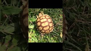 African Sulcata Tortoise Hatchling [upl. by Tolland]