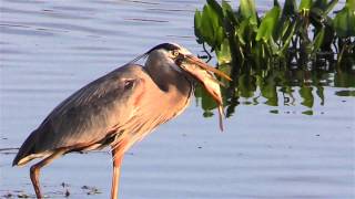 Great Blue Heron Eats A Fish [upl. by Jeth35]