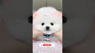 Pomeranian dog price in India 2024  Toy pom dog price  cutest puppies shorts viral dog india [upl. by Keg]