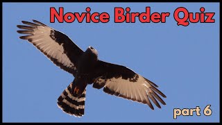 NOVICE BIRDER QUIZ  part 6 [upl. by Whitehurst355]