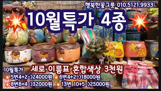 10월특가4종 모듬 소개합니다 신상 이름표 완전 너무 좋아요 10월특가자재 31하는 다육이 관리제 싹자바도 소개합니다행복한꽃그릇 01051219933 [upl. by Tavie]