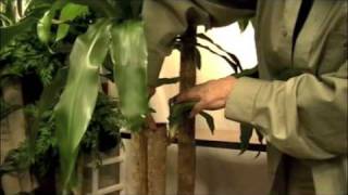 Prune this Pruning a quotCorn Plantquot Dracaena Massangeana [upl. by Arst]