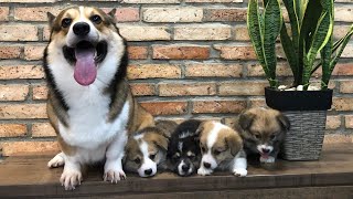 Corgi puppies growing up from birth to 2 months [upl. by Ahsenrac]