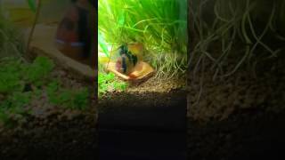 Planted Tank  Wet Dream 20  Mikrogeophagus Ramirezi German Blue spawning [upl. by Manouch487]