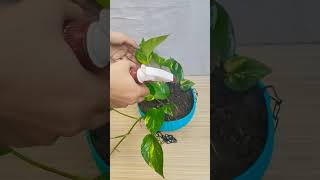 pothos plant in second time report in pot gardeningytshorts [upl. by Bar]