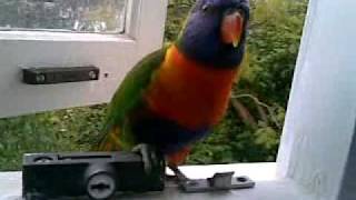 lorikeets sing to quotDavid Bowie  Space Oddity stereo versionquot [upl. by Nesline]