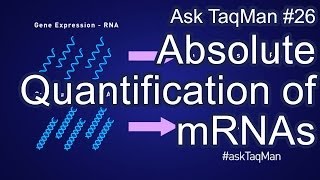 Absolute Quantification of mRNAs  Ask TaqMan 26 [upl. by Oman6]