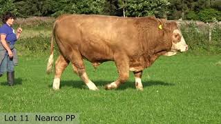 Working Genes 2023  Simmental Bulls [upl. by Ecraep]