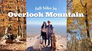 fall hike at Overlook Mountain with our dogs  Woodstock New York [upl. by Zaremski]