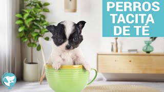 Perros Tacita de Té 🐶 ☕️ [upl. by Mahmoud418]