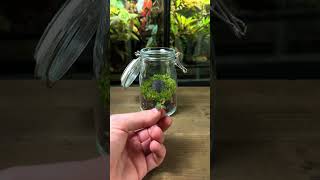 Making A Terrarium For Tiny Orange Bugs🐞 🐛 [upl. by Descombes638]