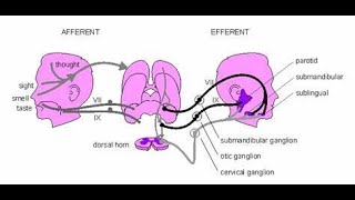 The unconditioned salivary reflex Unconditioned stimulus and unconditioned response [upl. by Eniamart875]