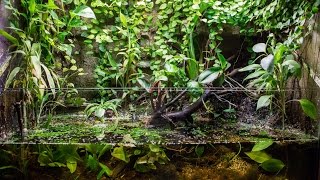 Paludarium update and bombina orientalis [upl. by Modeerf]