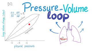 PressureVolume Loops  Compliance  Respiratory Physiology [upl. by Athelstan]