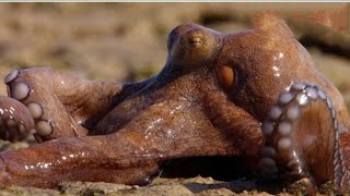 The Insane Biology Of The Octopus octopus [upl. by Baggett]